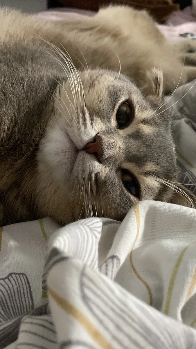Animalistan Veteriner Polikliniği – Ziyaretçi fotoğrafı: “SDA” Sedat Atmış · Yenişehir, Kocaeli