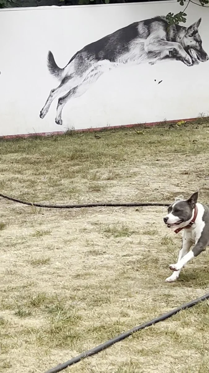 Pasteur Köpek Eğitim Merkezi – Videolar · Uzunçiftlik, Kocaeli