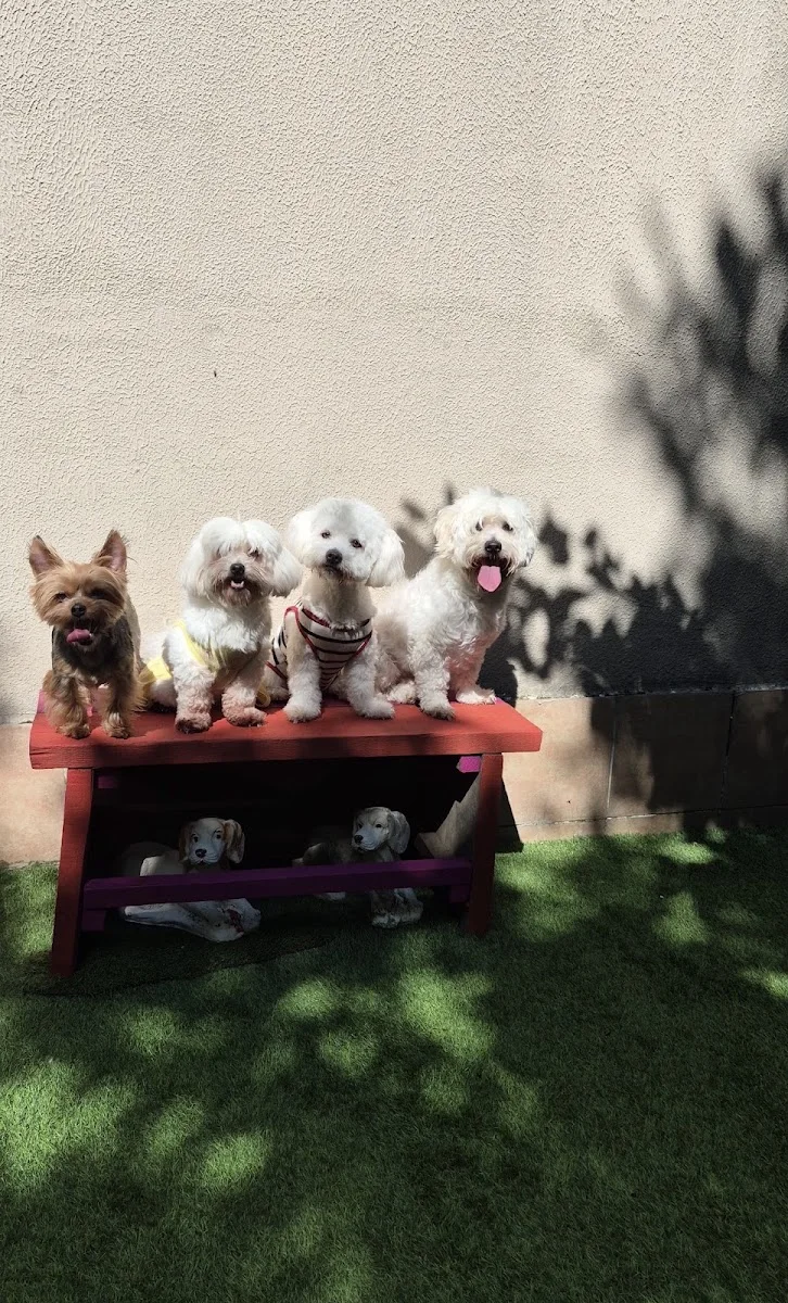 Keyifli Patim | Köpek Oteli | Köpek Pansiyonu | Pet Otel – En son · Küçükbakkalköy, İstanbul
