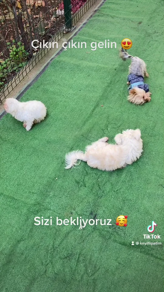 Keyifli Patim | Köpek Oteli | Köpek Pansiyonu | Pet Otel – Sahibinin seçtikleri · Küçükbakkalköy, İstanbul