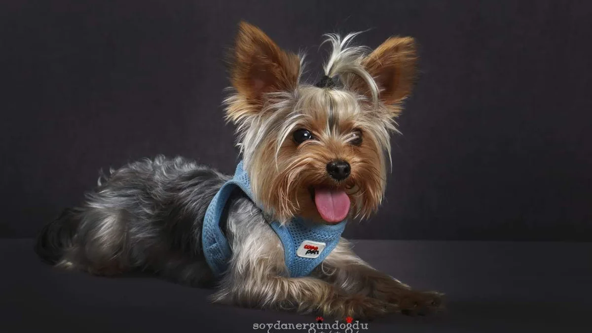 Keyifli Patim | Köpek Oteli | Köpek Pansiyonu | Pet Otel – Profil fotoğrafı · Küçükbakkalköy, İstanbul