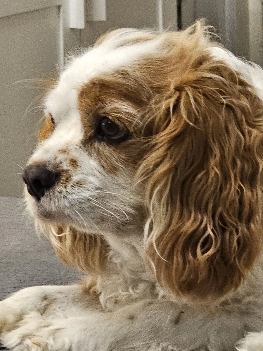 Keyifli Patim | Köpek Oteli | Köpek Pansiyonu | Pet Otel – Ziyaretçi fotoğrafı: Nail Uzun · Küçükbakkalköy, İstanbul