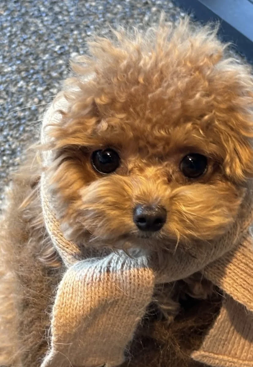 Keyifli Patim | Köpek Oteli | Köpek Pansiyonu | Pet Otel – Ziyaretçi fotoğrafı: Kedi Annesii · Küçükbakkalköy, İstanbul