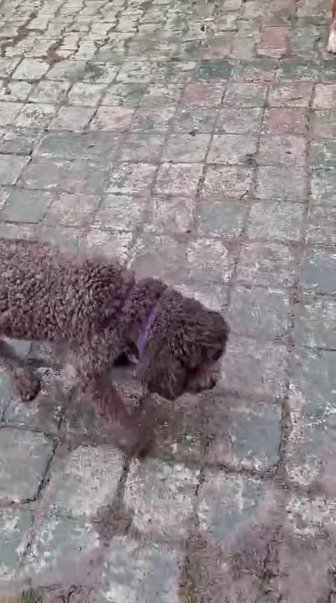 Neşeli Pet Otel | Köpek Oteli | Kedi Oteli – Videolar · Çavuşbaşi, İstanbul