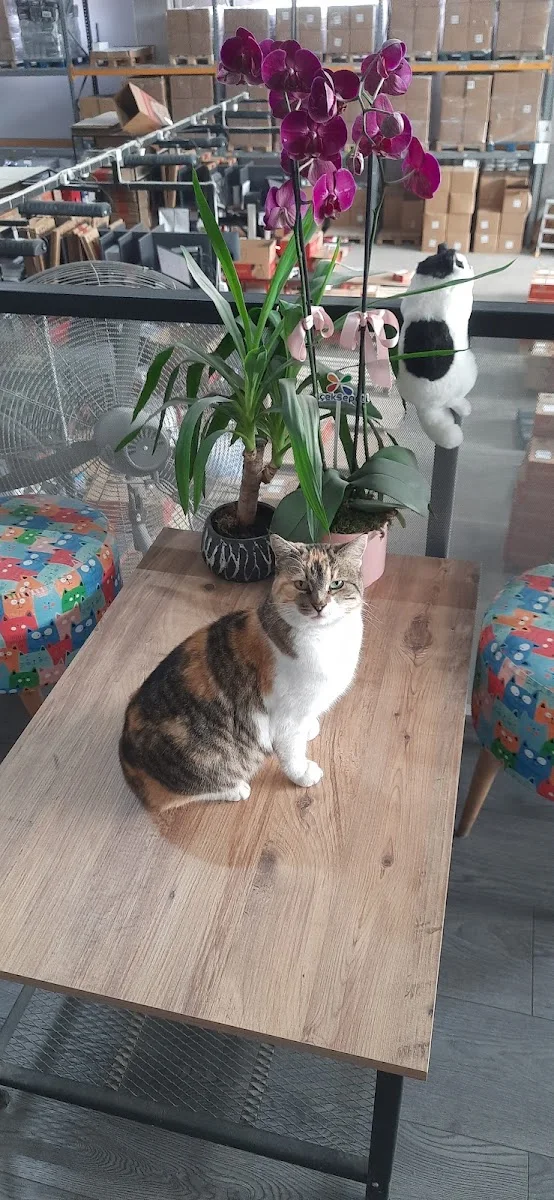 petlebi – Kedi · Demirtaş, Bursa