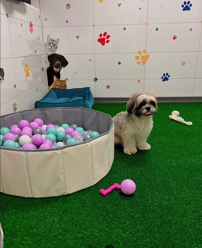 Can Dostun • Pet Kuaför • Pet Shop – Sahibinin seçtikleri · Mevlana, İstanbul