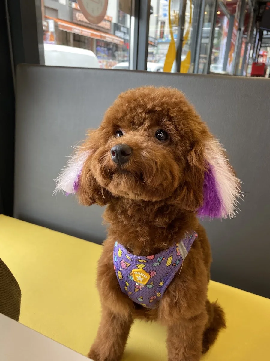 BONİTA PET KUAFÖR VE PET SHOP / ÇEKMEKÖY – Ziyaretçi fotoğrafı: Eda · Çekmeköy, İstanbul