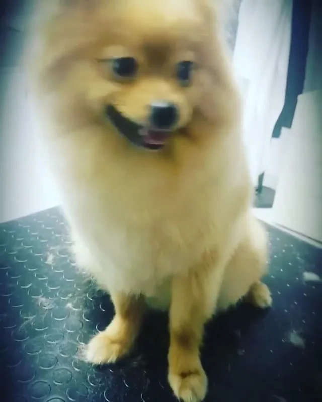 Petzz Shop Mama Evcil Hayvan Ürünleri – Videolar · Ferhatpaşa, İstanbul