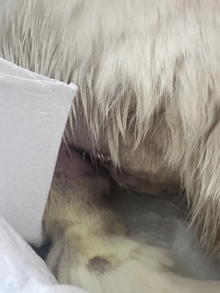 Cat Hospital Kedi Hastanesi – Ziyaretçi fotoğrafı: Melis Cansın · Kavaklidere, Ankara