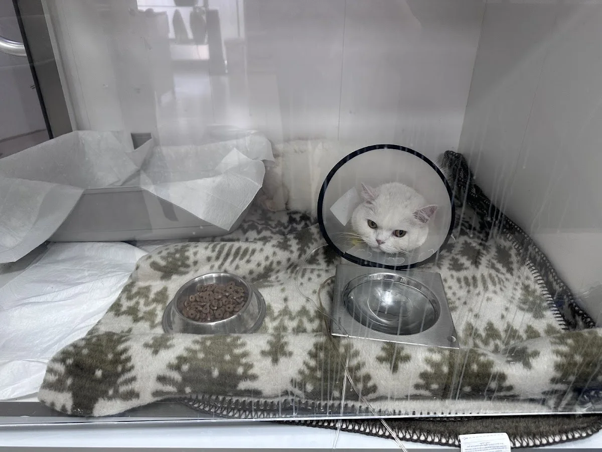Cat Hospital Kedi Hastanesi – Ziyaretçi fotoğrafı: Melis Cansın · Kavaklidere, Ankara