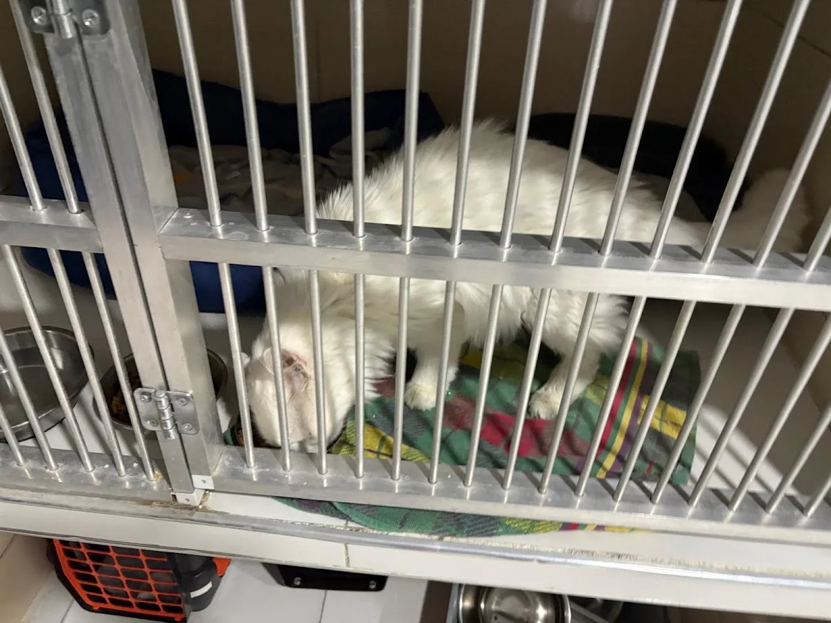 Cat Hospital Kedi Hastanesi – Ziyaretçi fotoğrafı: thidil mimarlik · Kavaklidere, Ankara