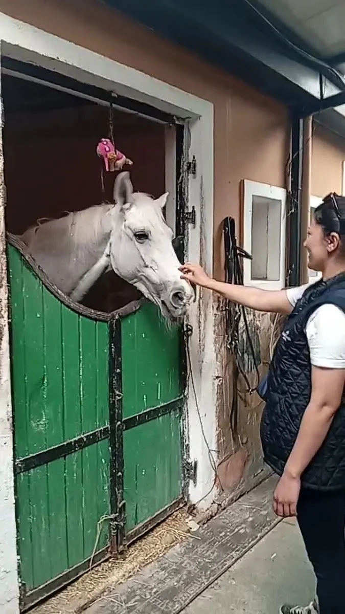 International K-9 & Horse Club – Videolar · Büyükçekmece, İstanbul