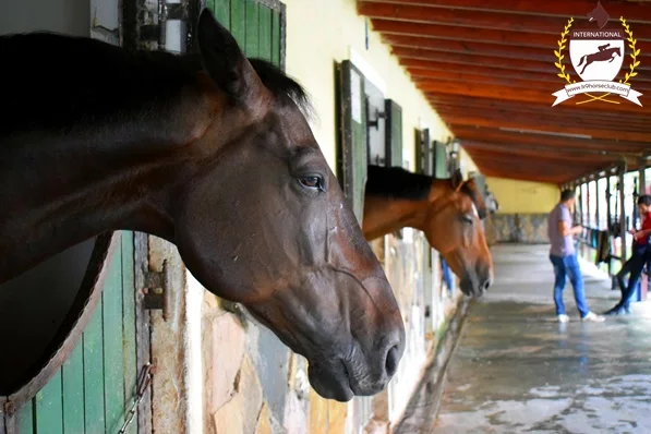 International K-9 & Horse Club – Sahibinin seçtikleri · Büyükçekmece, İstanbul