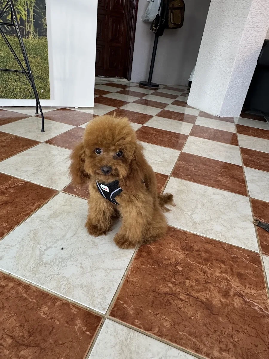 Semerline Kennel Köpek Çiftliği – Köpek · Çatalca, İstanbul