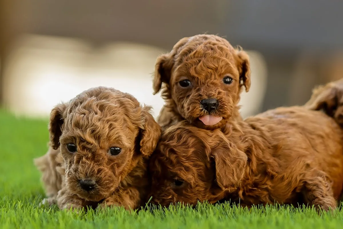 Semerline Kennel Köpek Çiftliği – Sahibinin seçtikleri · Çatalca, İstanbul
