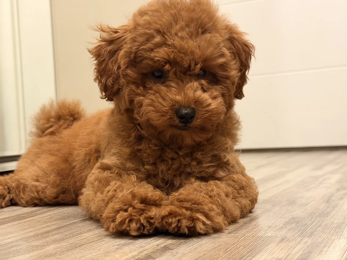 Semerline Kennel Köpek Çiftliği – Profil fotoğrafı · Çatalca, İstanbul
