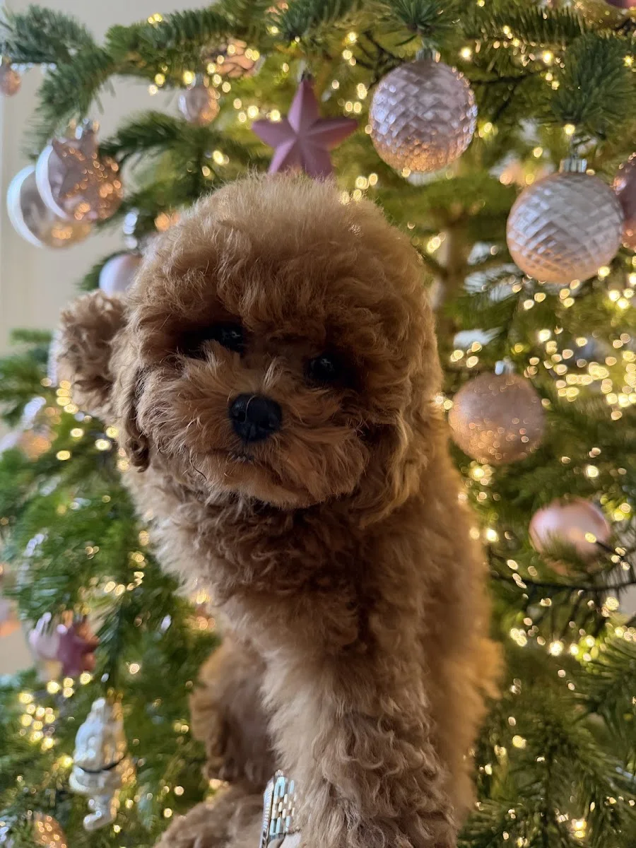 Semerline Kennel Köpek Çiftliği – Ziyaretçi fotoğrafı: Tuba Koc · Çatalca, İstanbul