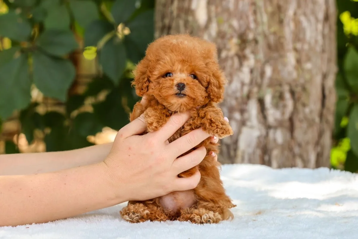 Semerline Kennel Köpek Çiftliği – Ziyaretçi fotoğrafı: Damla Deniz Beşok · Çatalca, İstanbul
