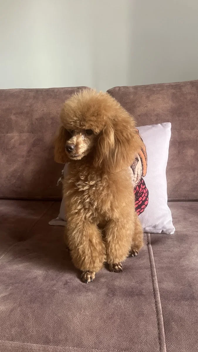 Semerline Kennel Köpek Çiftliği – Ziyaretçi fotoğrafı: Damla Deniz Beşok · Çatalca, İstanbul
