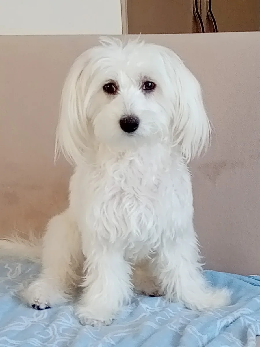 Barnievet Veteriner Sağlık Hiz. Tic. Taah. Ltd. Şti – Köpek · Eryamanevleri, Ankara