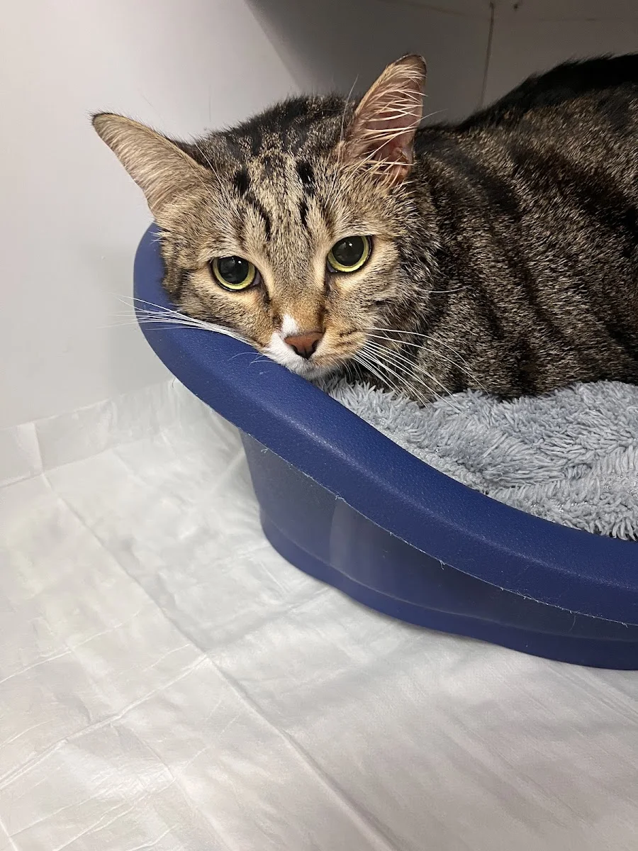 Barnievet Veteriner Sağlık Hiz. Tic. Taah. Ltd. Şti – Kedi · Eryamanevleri, Ankara