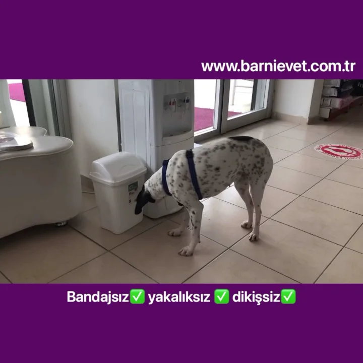 Barnievet Veteriner Sağlık Hiz. Tic. Taah. Ltd. Şti – Sahibinin seçtikleri · Eryamanevleri, Ankara