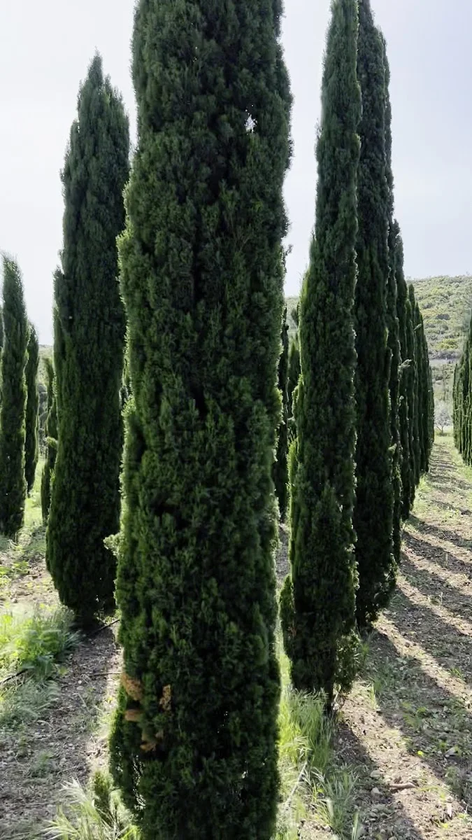 Uzbaş Arboretum – Videolar · Urla, İzmir