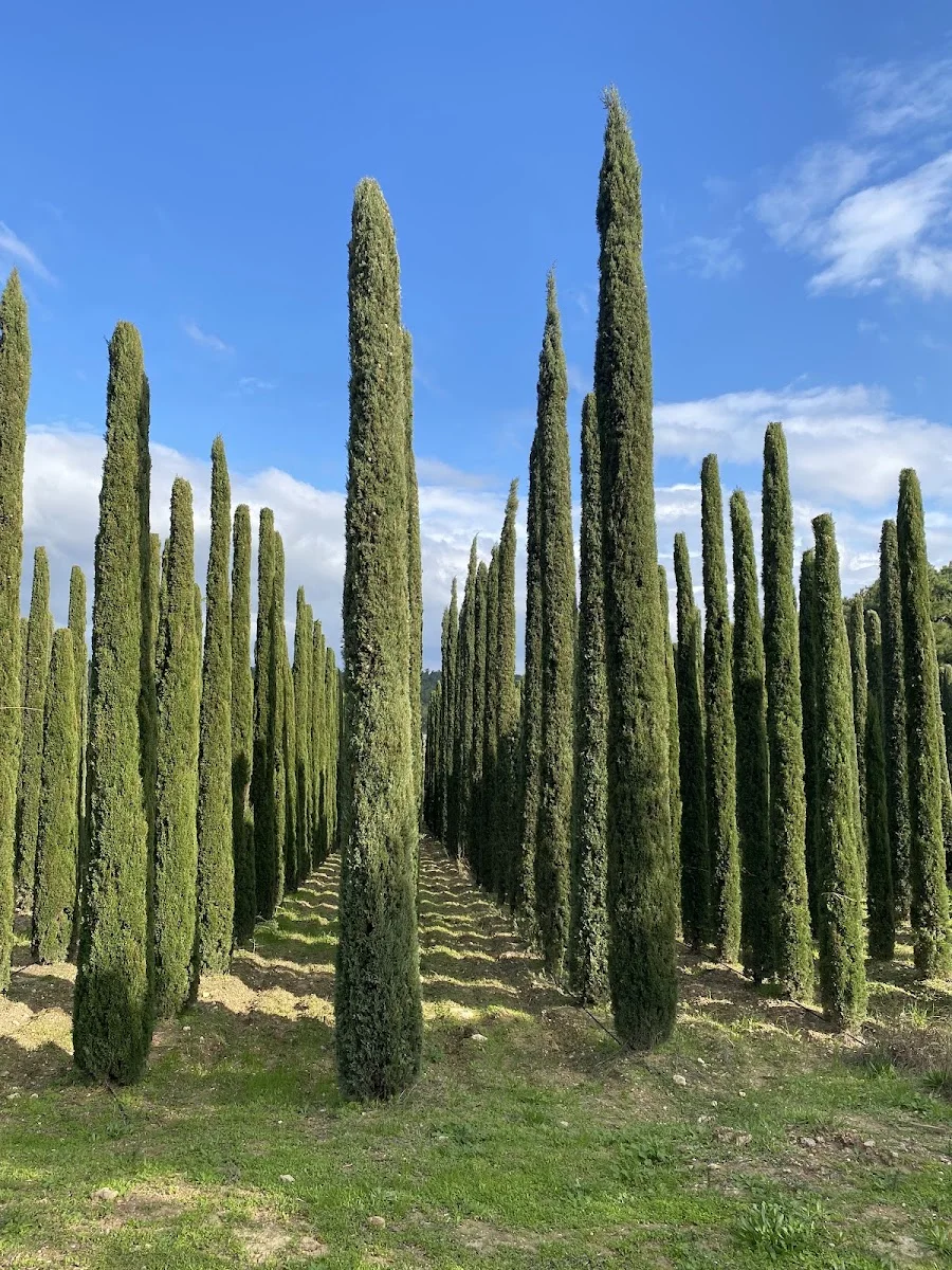 Uzbaş Arboretum – Profil fotoğrafı · Urla, İzmir