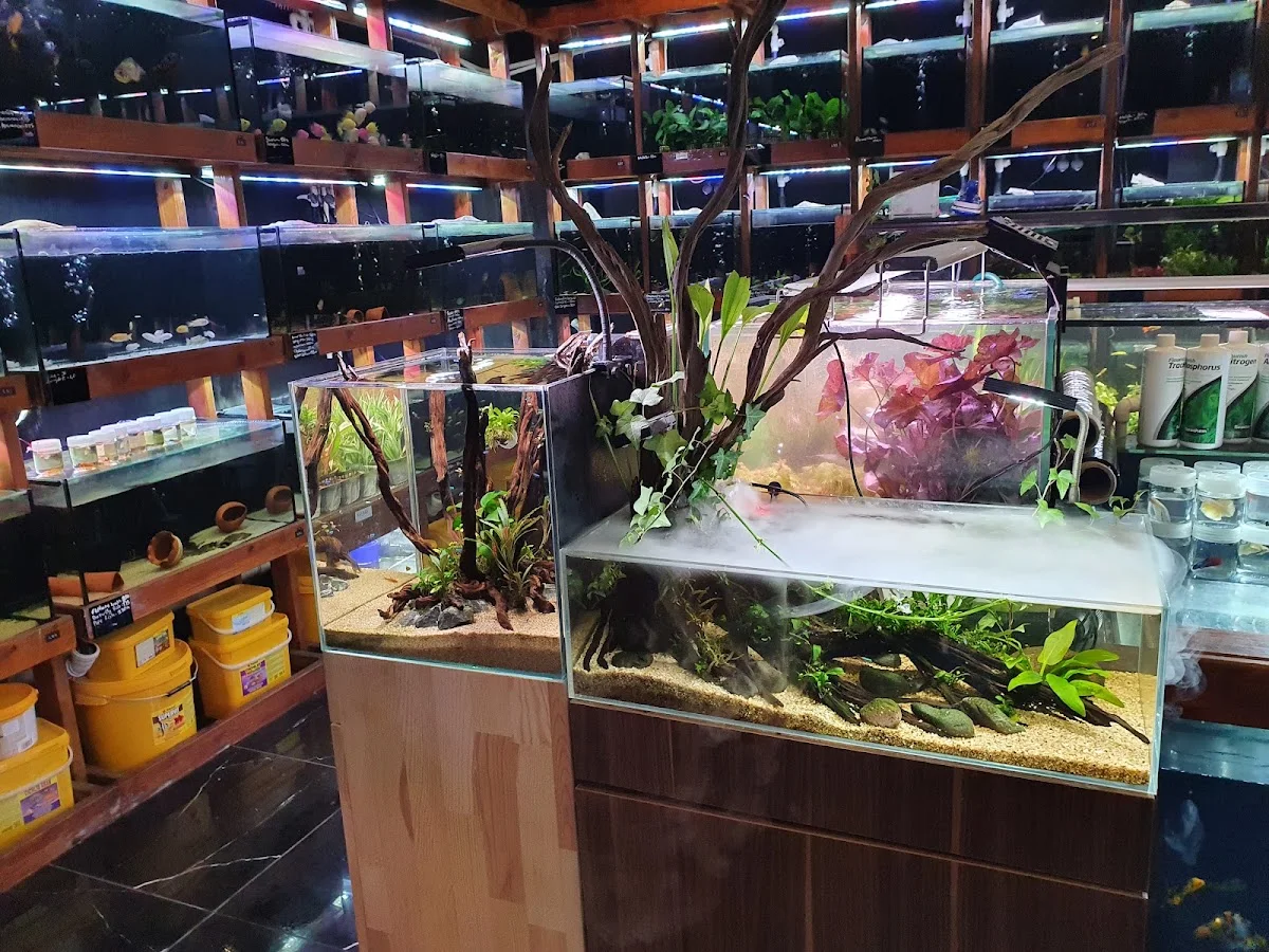 Cikletist Akvaryum Petshop – Balık · Gümüşpala, İstanbul