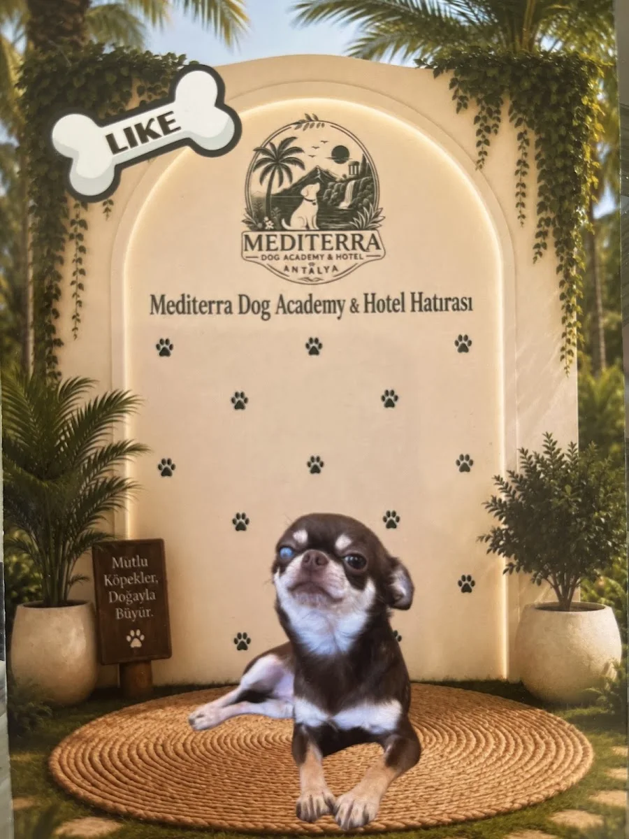 Mediterra Dog Academy & Hotel – En son · Gökçam, Antalya