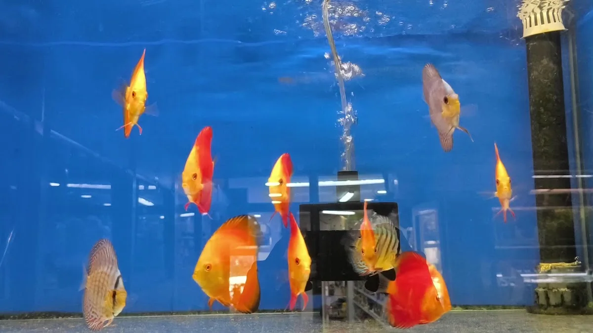 Atakan Petshop – Akvaryum · Avcilar, İstanbul