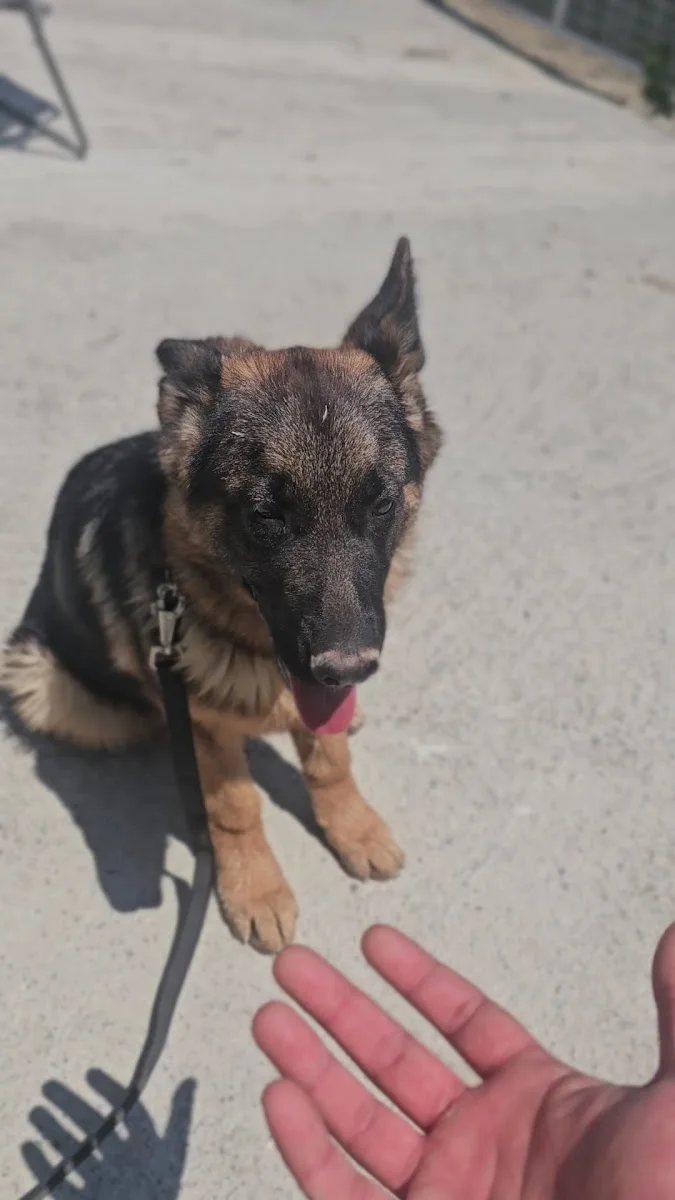 Köpek Eğitimi Merkezi - Pet Oteli ve Pansiyon Çiftliği - Köpek Eğitmeni Murat Güngör İstanbul – Videolar · Hadimköy, İstanbul