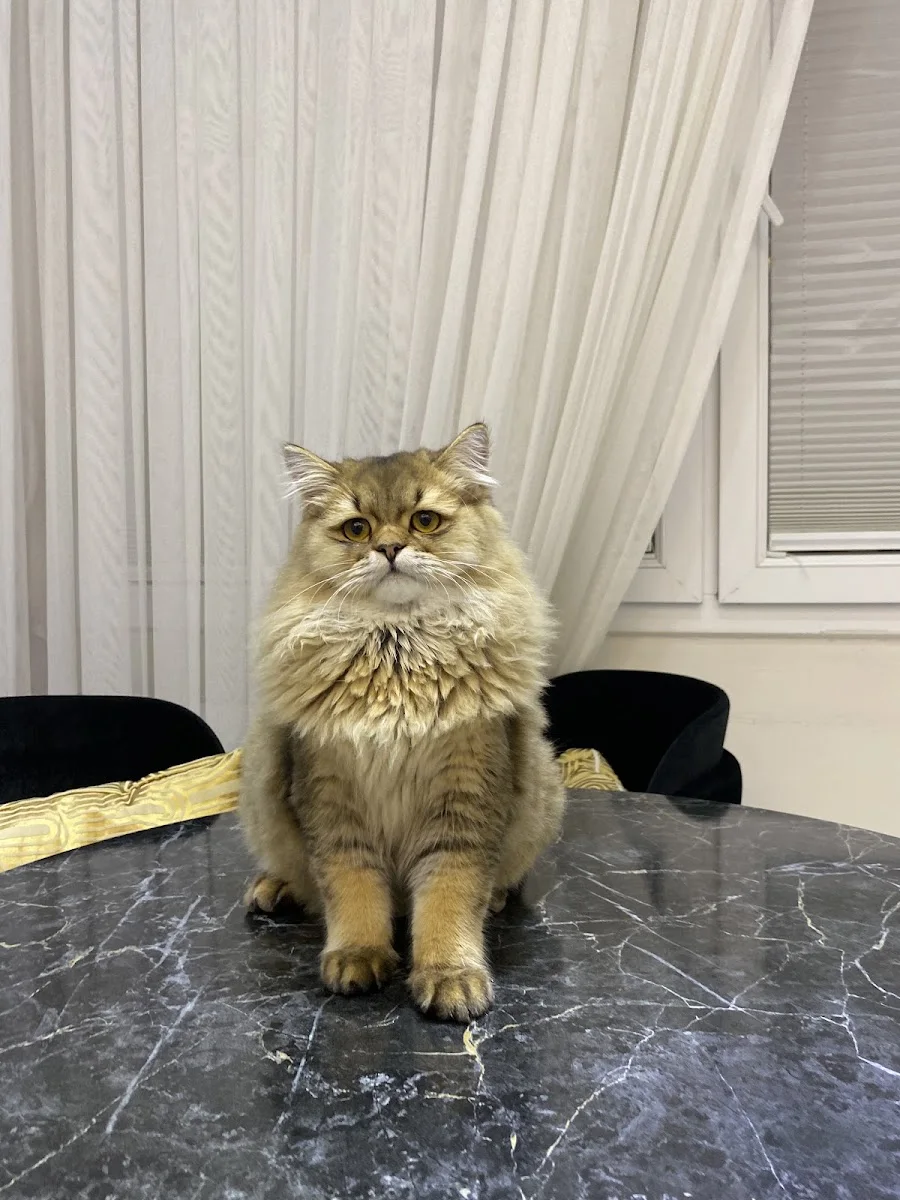 Karaköprü Veteriner Kliniği – Ziyaretçi fotoğrafı: Beyza Gerger · Karaköprü, Şanlıurfa
