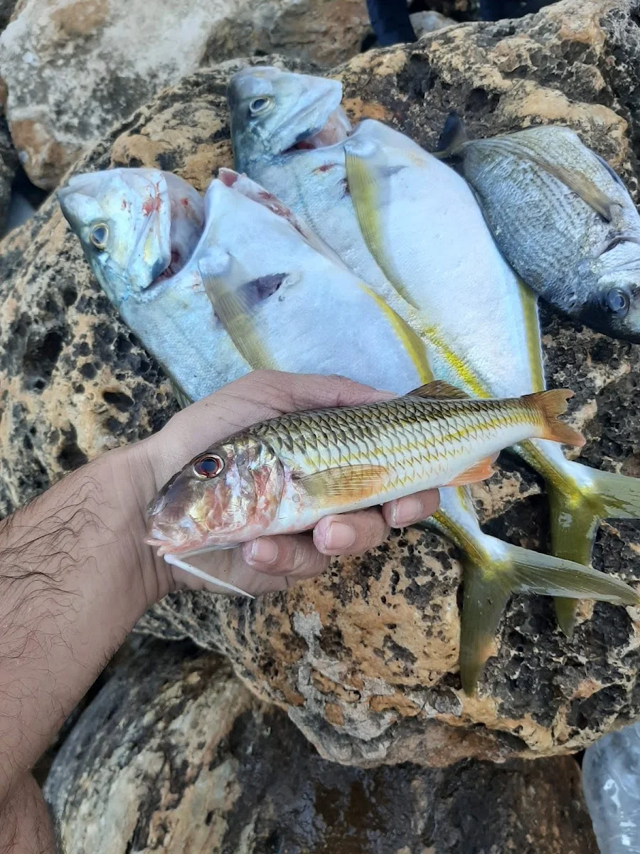 Çağlar Av Malzemeleri – Balık · Kemeralti, İzmir
