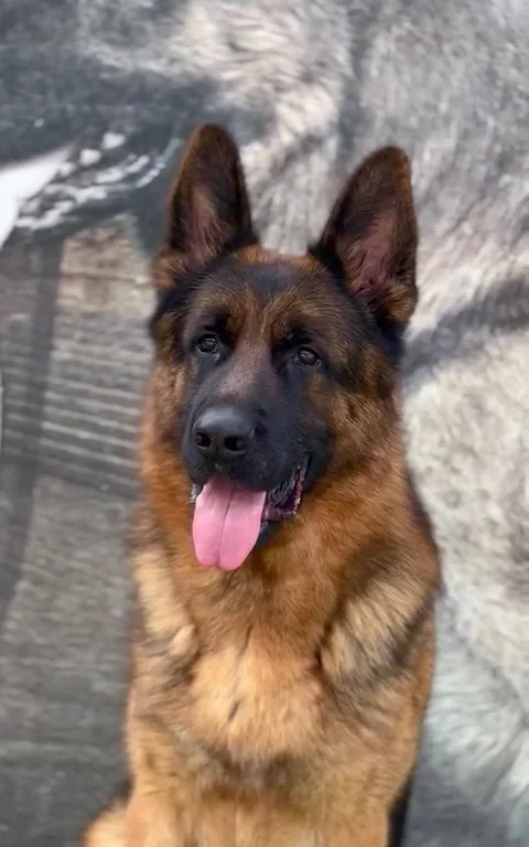 Topaz Köpek Çiftliği-Köpek Pansiyonu- Köpek Eğitim Merkezi-Veterinerlik Hizmetleri - Cafe – Videolar · Merkezköy, İstanbul