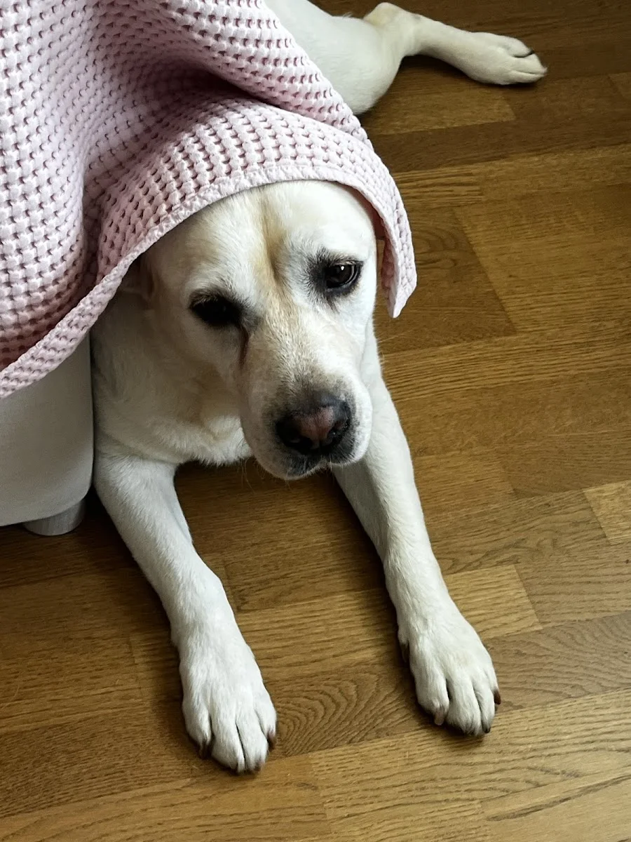 Topaz Köpek Çiftliği-Köpek Pansiyonu- Köpek Eğitim Merkezi-Veterinerlik Hizmetleri - Cafe – Ziyaretçi fotoğrafı: Didem Yılmaz · Merkezköy, İstanbul