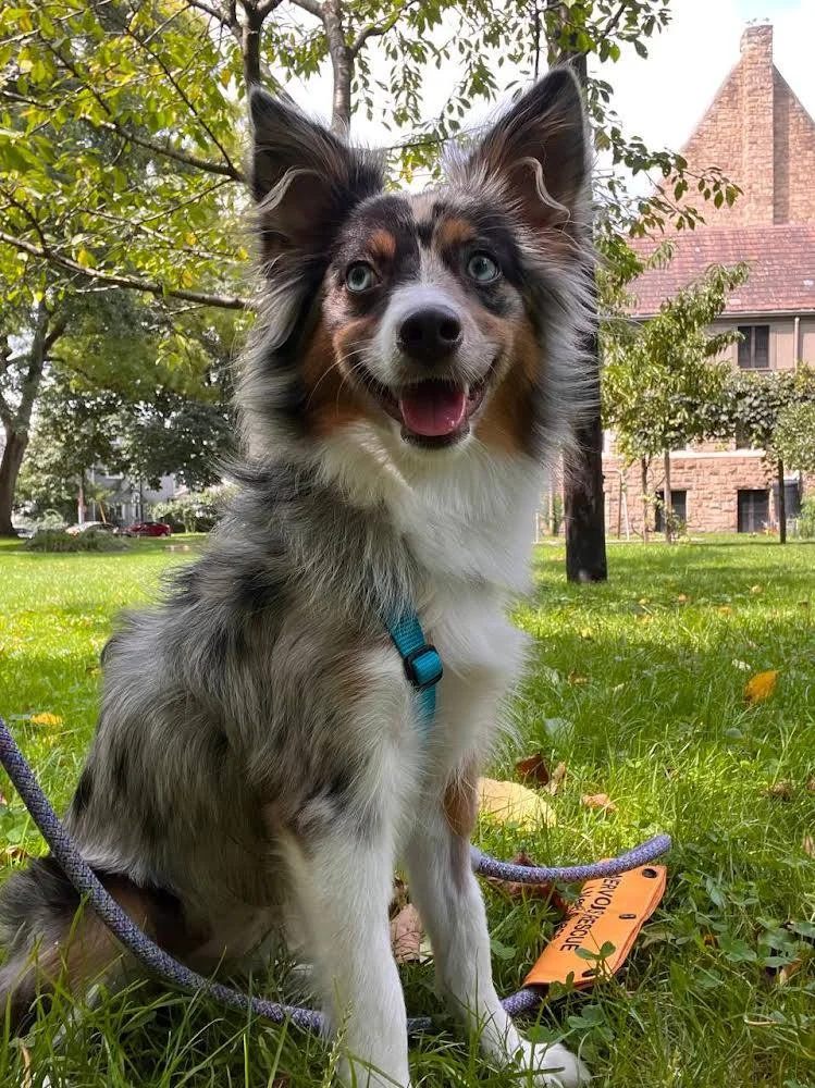 Topaz Köpek Çiftliği-Köpek Pansiyonu- Köpek Eğitim Merkezi-Veterinerlik Hizmetleri - Cafe – Ziyaretçi fotoğrafı: seda baykal · Merkezköy, İstanbul