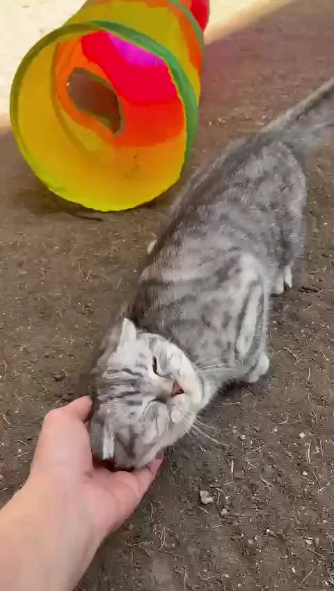Bastet Kedi Oteli – Videolar · Bilkent, Ankara