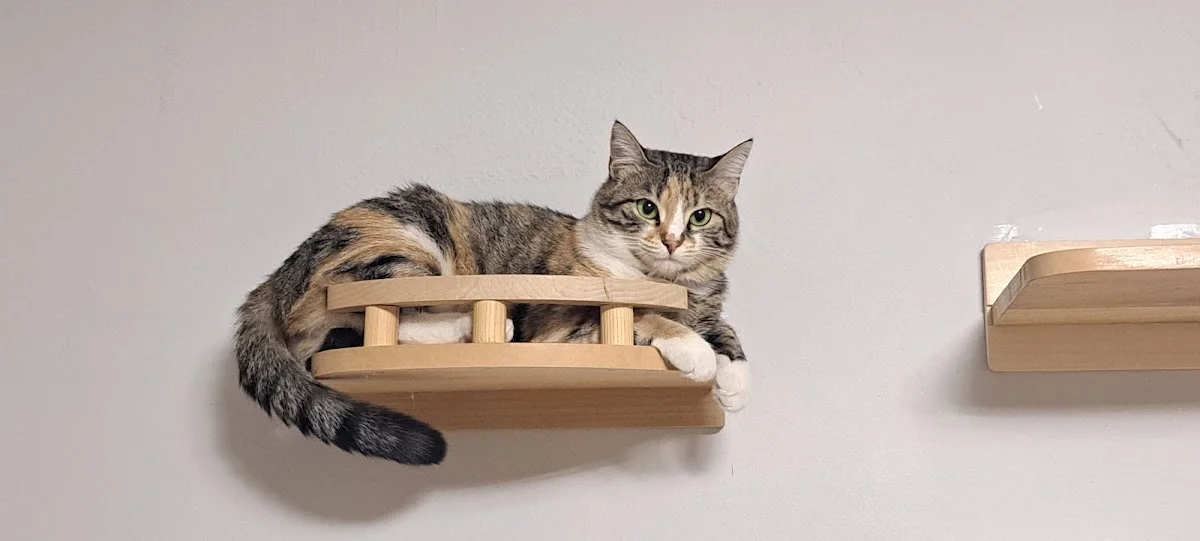 Bastet Kedi Oteli – Ziyaretçi fotoğrafı: Murat KELEŞ · Bilkent, Ankara