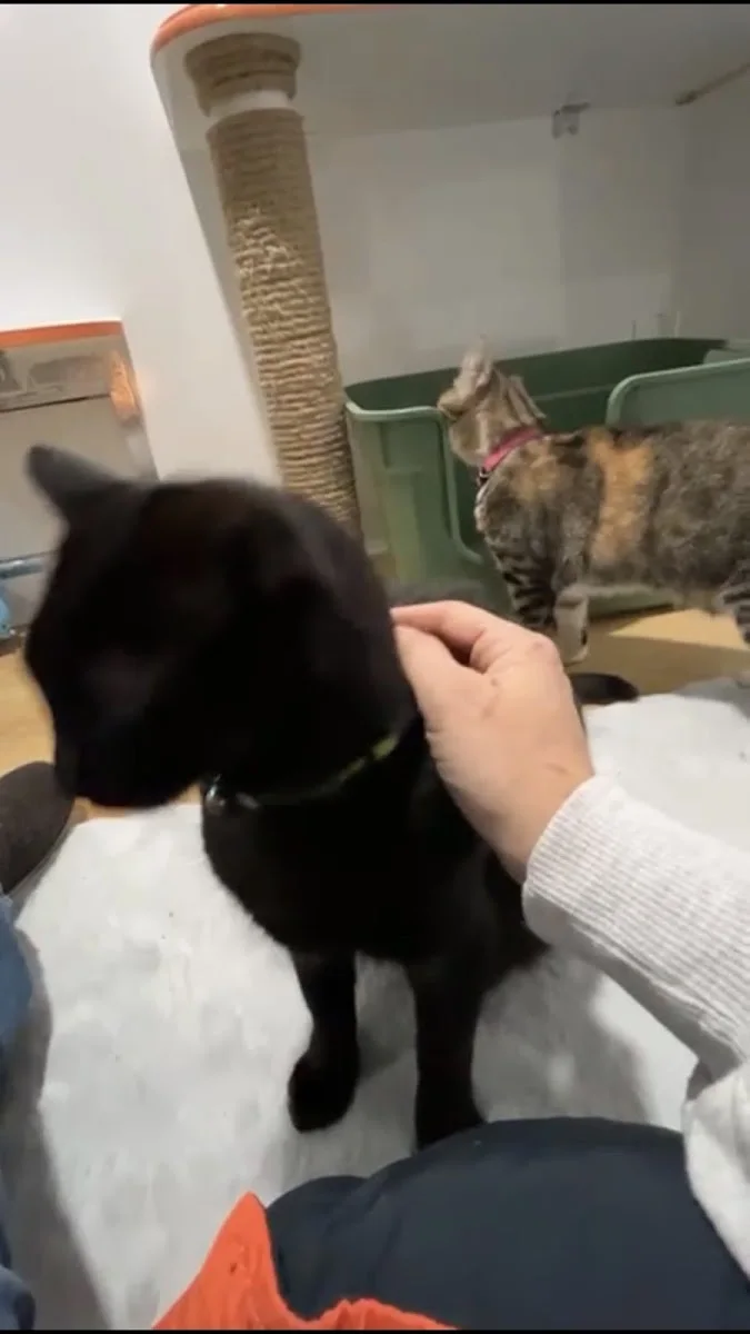 Bastet Kedi Oteli – Ziyaretçi fotoğrafı: Arzu Süt · Bilkent, Ankara